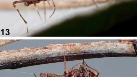 descubren-araña-asesina-con-patas-en-forma-de-lanza-australia