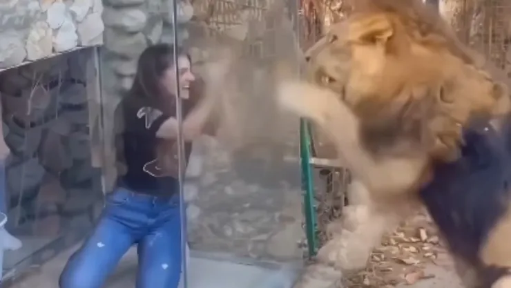 Se difunde fuerte VIDEO de un león destruyendo un vidrio de protección y atacando ferozmente a una mujer con IA