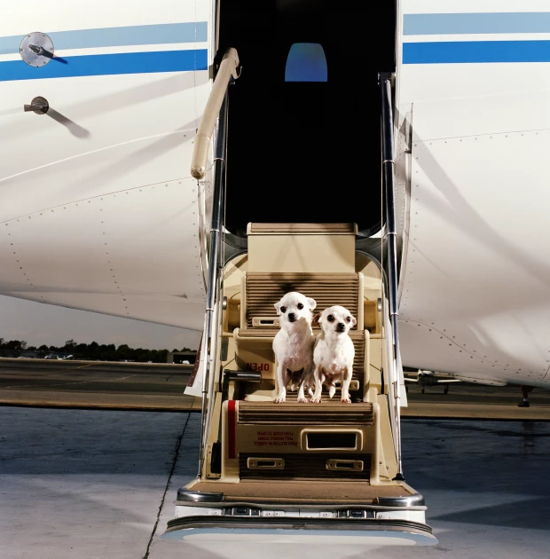 ¿Qué requisitos y documentos necesito para viajar con mi mascota al extranjero?.jpg