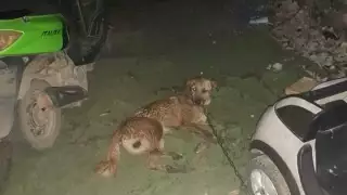 Abejas africanas matan gallinas y perros en Chetumal