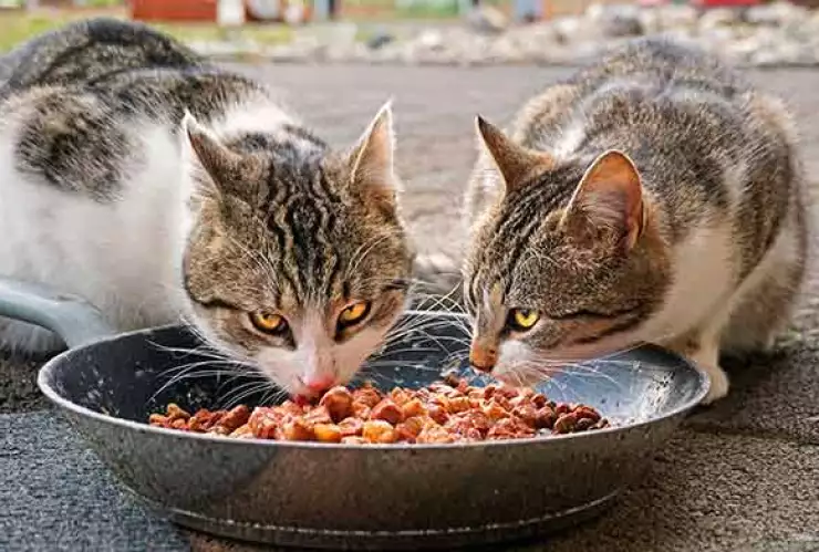 ¿Le das carne cruda a tus mascotas? Puedes provocarle salmonela o amibas
