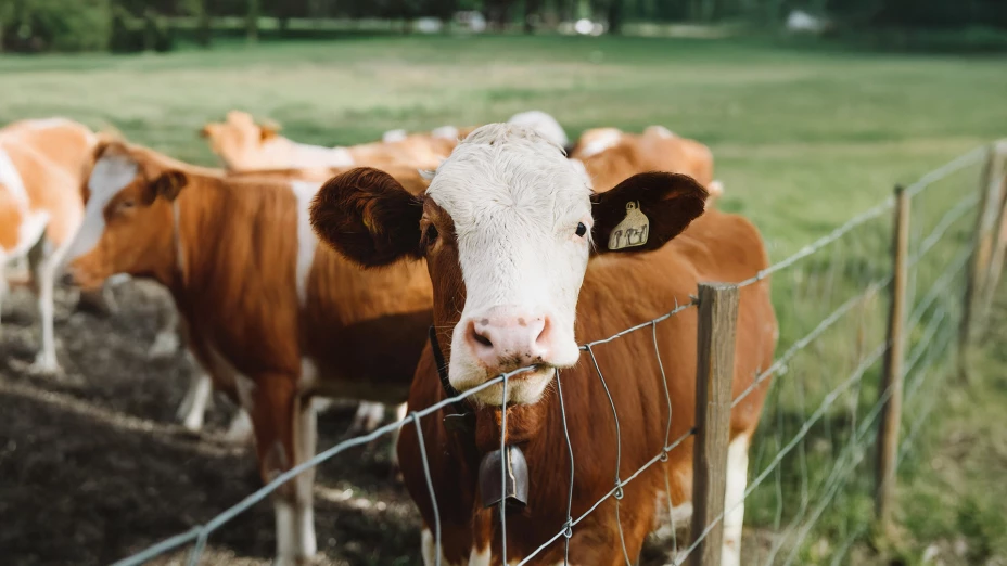 Precio del ganado hoy 26 de noviembre 2025.jpg