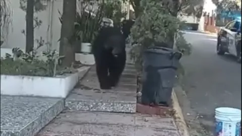 Captan a oso Charmín en Monterrey
