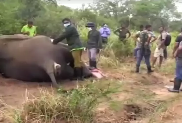Elefantes en Sri Lanka