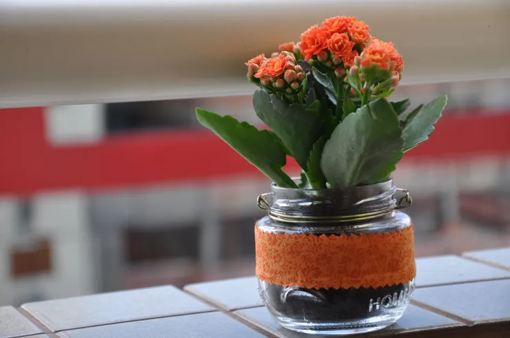 3 Lugares para poner tu Kalanchoe en la cocina y su significado