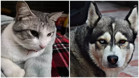 Jornada veterinaria en la UNAM 2023