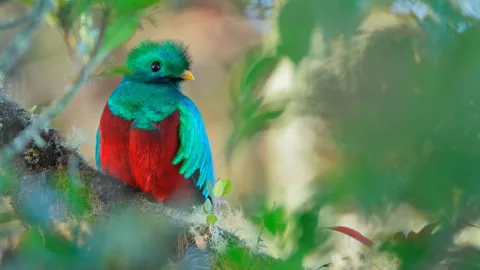 El quetzal es una ave milenaria protegida en América.jpg