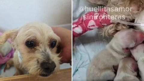 3 cachorros no sobrevivieron Cereza, la perrita de Iztapalapa, lucha por los dos restantes.png