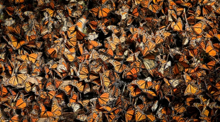 Por-qué-está-bajando-la-presencia-de-mariposas-monarca-en-México