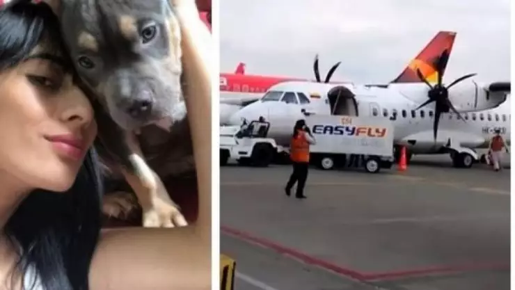 La muerte de un perrito a bordo de un avión causó indignación y las autoridades ya investigan