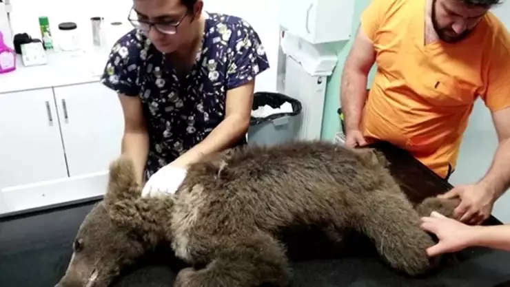 Cachorra de oso pardo consume miel alucinógena.- 