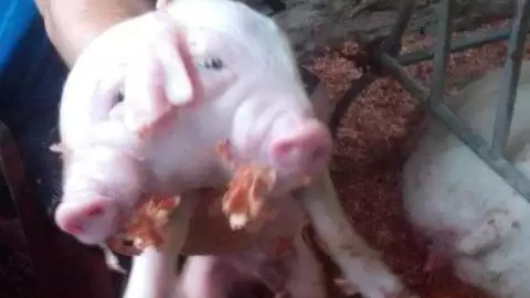 En este estado de México nació un cerdito de dos cabezas