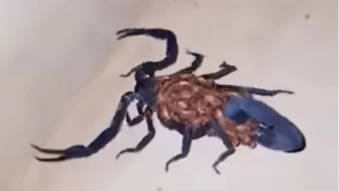 Centruroides gracilis_ ¿Es peligroso el alacrán gigante que fue visto en Coahuila?