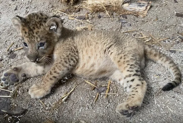 Simba-primer-cahorro-león-por-inseminación-artificial-Singapur.jpg