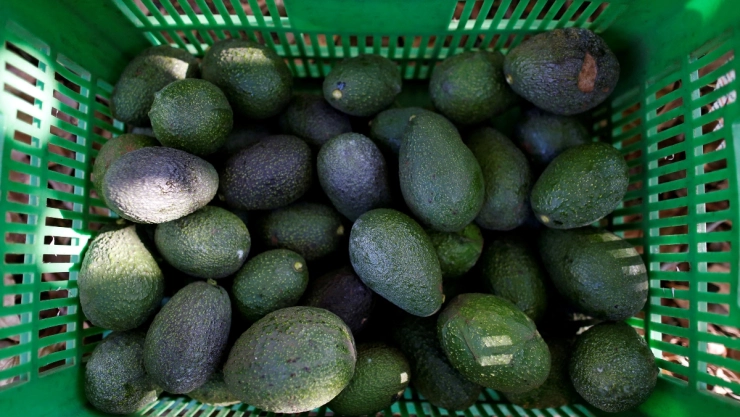 aguacate