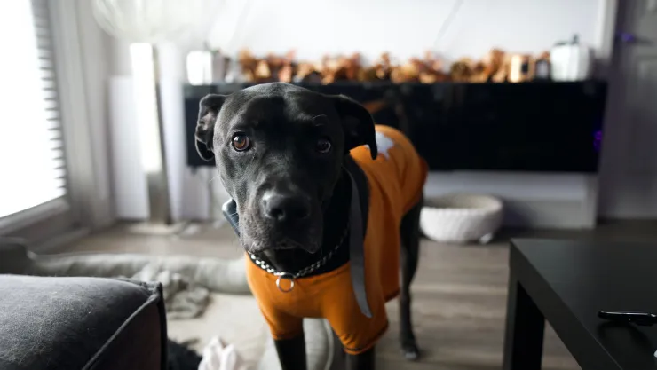 Día Internacional del Perro: ¿por qué se celebra el 26 de agosto?