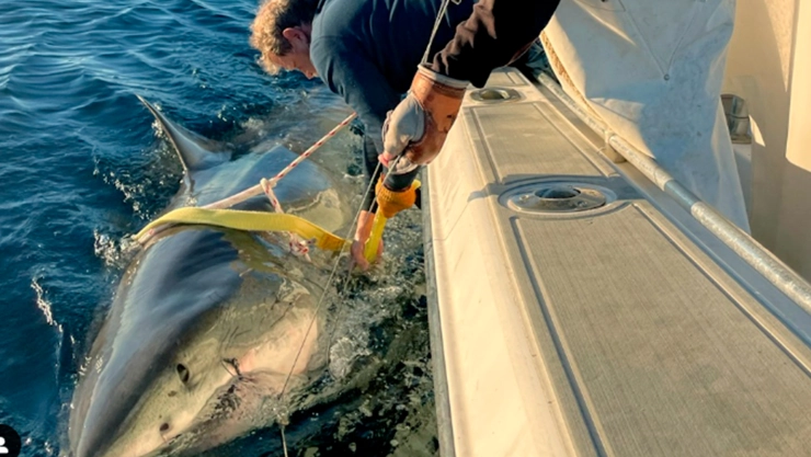 Avistan al tiburón macho más grande del Atlántico frente a costas de EE. UU.
