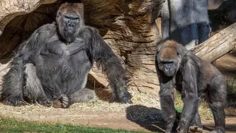 Los gorilas comenzaron a presentar tos, así que los cuidadores decidieron realizarles un examen diagnóstico, y gracias a esto, se dieron cuenta de que habían contraído la COVID-19.