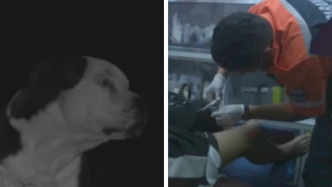 Zapopan pitbull menor