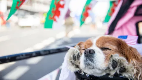 Perrito camionero en TikTok