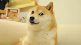 Doge Meme