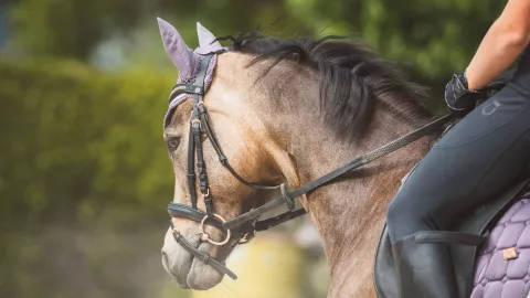 Técnico que fracaso con Chivas se dedica a la equitación actualmente
