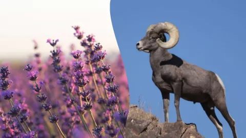 Día Internacional de la Diversidad Biológica 2025 Baja California