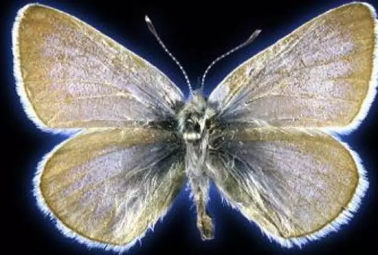 El ADN de la mariposa azul de Xerces de 1928 confirmó su extinción, la cual fue provocada por el ser humano en EUA.