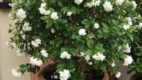 4 plantas que debes poner en tu terraza si quieres que luzca acogedora y hermosa