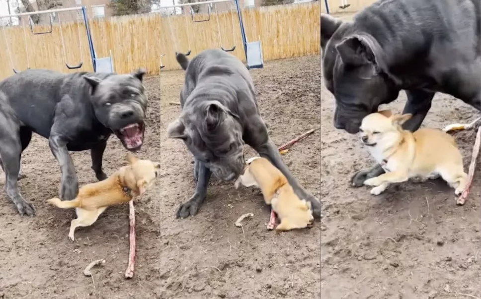 Chihuahua reta a perro enorme, le pisan la pata y corre llorando