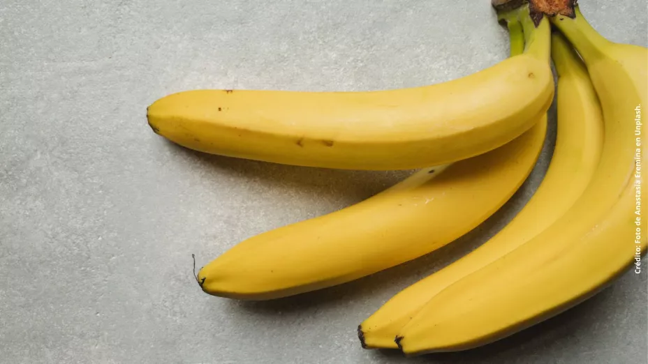 Mosquitos de fruta: ¿Cómo llegan a tu casa y cómo eliminarlos?