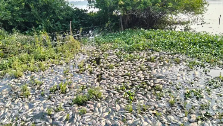 Reportan mortandad de mojarras en laguna de Veracruz; así se ven