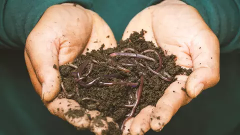 ¡IMPACTANTE! Un dolor de pies la llevó al médico y descubrieron gusanos en su cerebro