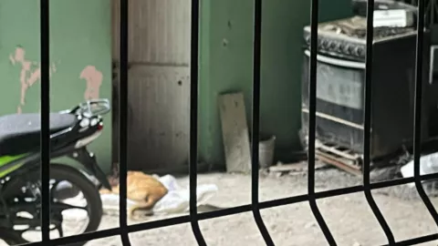 Muere Firulais, perrito de 13 años durante ataque armado en Navolato..jpg