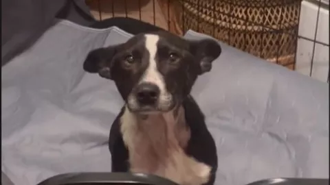 Mercedes Benz le cambia la vida a lomito sin patas traseras