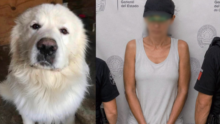 ¡Dio un giro el caso! Vincula a proceso a mujer acusada de arrastrar a Rocky con una camioneta.png