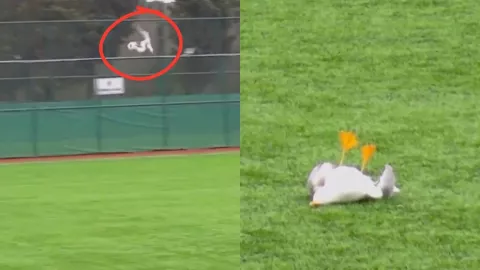 Golpeó a una gaviota al despejar el balón