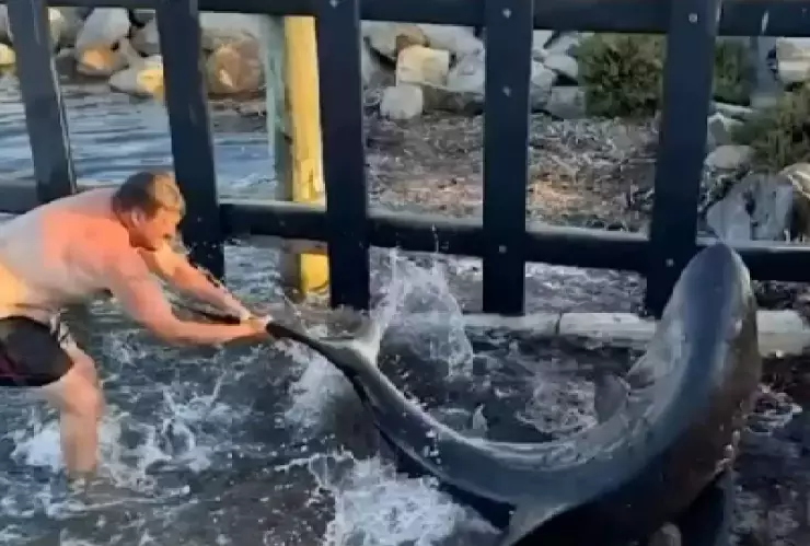 El VIDEO del ataque de tiburón a hombre que quiso regresar al mar a uno de estos ejemplares