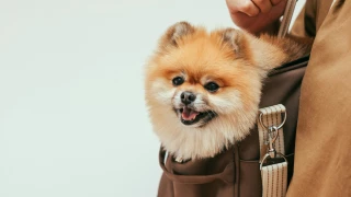 ¿Viajas con perro o gato a Europa en 2025? Consulta los certificados, vacunas, microchip y reglas que exige la Unión Europea.