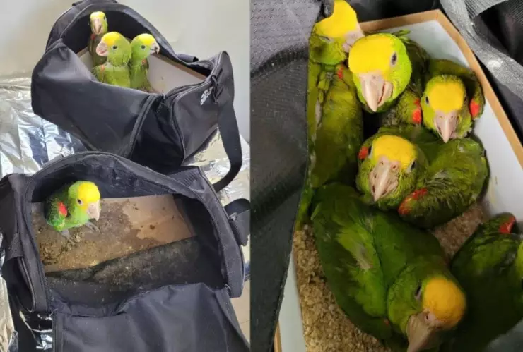 Detienen a hombre con una maleta llena de pericos en la garita