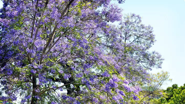 Primavera 2025 Morelos