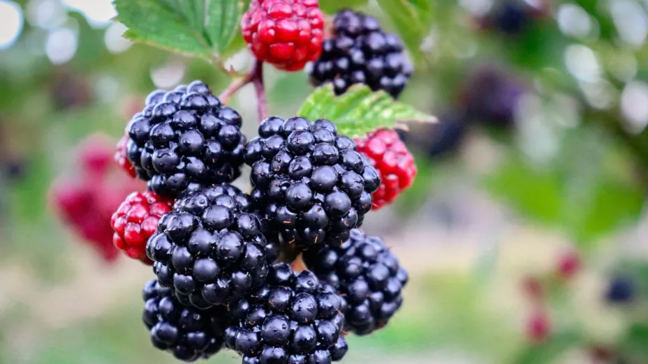 ¿Cuál es la fruta que aumenta el deseo sexual?