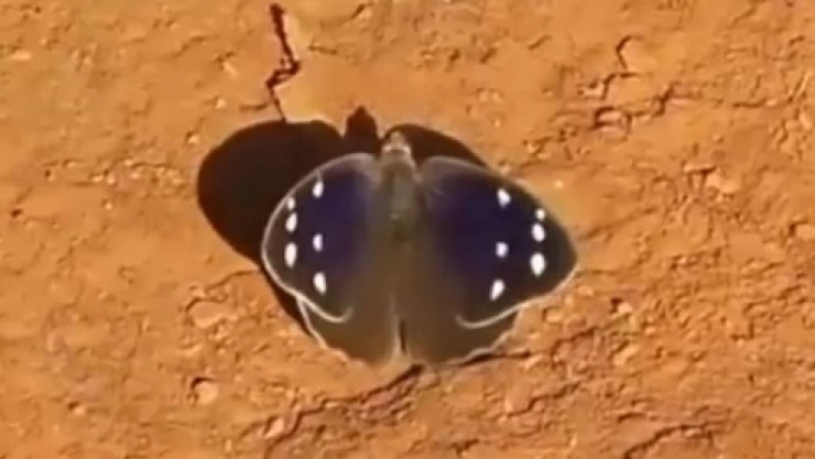 mariposas alas purpura.jpg
