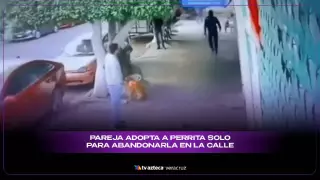 “No nos dejaba dormir": Pareja adopta a perrita solo para abandonarla en la calle
