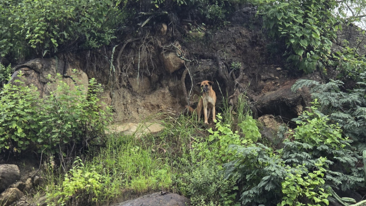 Perrito rescatado en Xichú.png