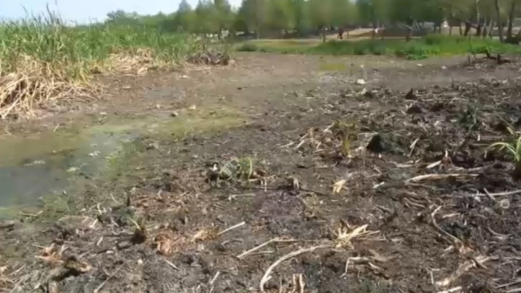 peces-muertos-monterrey