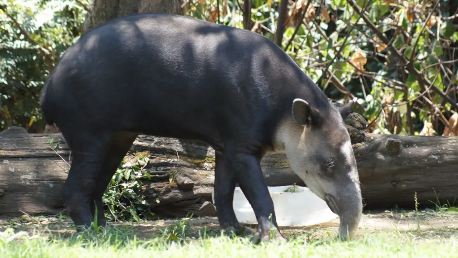 tapir centroamericano .jpg