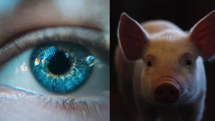 Colágeno de cerdo