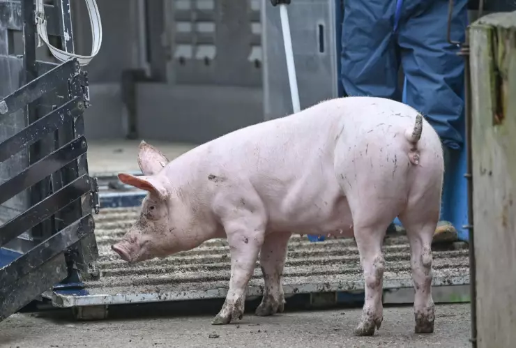 Mamíferos pueden respirar por el ano en caso de emergencia, revela estudio