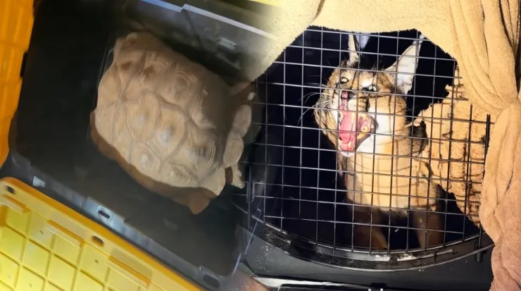 Los animales encontrados presentaban un visible maltrato